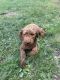 Bernedoodle Puppies for sale in Blue Ridge, GA 30513, USA. price: NA