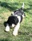 Bernedoodle Puppies for sale in Springfield, MO, USA. price: NA
