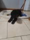 Bernedoodle Puppies for sale in Chicago, IL 60619, USA. price: NA