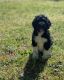 Bernedoodle Puppies for sale in Durham, NC, USA. price: NA