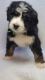 Bernedoodle Puppies for sale in PT ELIZABETH, MI 48725, USA. price: NA