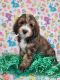 Bernedoodle Puppies for sale in West Valley City, UT, USA. price: $1,000