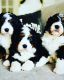 Bernedoodle Puppies for sale in Salt Lake City, UT, USA. price: NA