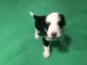 Bernedoodle Puppies for sale in Shorewood, IL, USA. price: $1,200