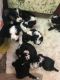 Bernedoodle Puppies for sale in Shorewood, IL, USA. price: $1,200