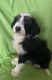 Bernedoodle Puppies for sale in Fort Collins, CO, USA. price: NA