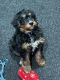 Bernedoodle Puppies for sale in Odell, IL 60460, USA. price: $7,000