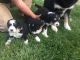 Bernedoodle Puppies for sale in Rocky Mount, VA 24151, USA. price: NA