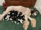 Bernedoodle Puppies for sale in Marlow, OK 73055, USA. price: $2,500