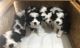 Bernedoodle Puppies for sale in Redlands, CA, USA. price: NA