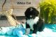 Bernedoodle Puppies for sale in Grandview, TX 76050, USA. price: NA