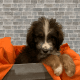 Bernedoodle Puppies for sale in Dundee, OH 44624, USA. price: $1,000