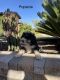 Bernedoodle Puppies for sale in Wickenburg, AZ 85390, USA. price: $3,500