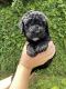 Bernedoodle Puppies for sale in Mesa, AZ, USA. price: $1,800
