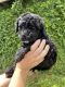 Bernedoodle Puppies for sale in Mesa, AZ, USA. price: $1,800