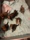 Bernedoodle Puppies for sale in Kingston, GA, USA. price: NA