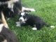 Bernedoodle Puppies for sale in Rocky Mount, VA 24151, USA. price: $800
