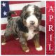 Bernedoodle Puppies for sale in Ewing, KY 41039, USA. price: $4,500