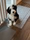 Bernedoodle Puppies for sale in Imperial, MO, USA. price: NA