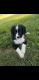Bernedoodle Puppies for sale in Montezuma, GA 31063, USA. price: NA