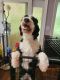 Bernedoodle Puppies for sale in Finksburg, MD, USA. price: $800