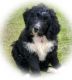 Bernedoodle Puppies for sale in Justin, TX 76247, USA. price: NA