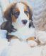 Bernedoodle Puppies for sale in York, PA, USA. price: NA