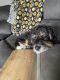 Bernedoodle Puppies for sale in Warren, OH 44484, USA. price: NA