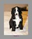 Bernedoodle Puppies for sale in Alabaster, AL, USA. price: NA