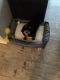 Bernedoodle Puppies for sale in Moon Twp, PA 15108, USA. price: $600