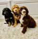 Bernedoodle Puppies for sale in Mountain Home, AR, USA. price: NA