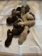 Bernedoodle Puppies for sale in Coral, MI 49322, USA. price: NA