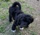 Bernedoodle Puppies for sale in Berea, KY, USA. price: $600