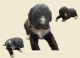 Bernedoodle Puppies for sale in Cedar Bluff, VA, USA. price: NA