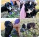 Bernedoodle Puppies for sale in Killeen, TX, USA. price: NA