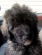 Bernedoodle Puppies for sale in Saluda, SC 29138, USA. price: $1,700