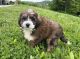 Bernedoodle Puppies for sale in Dundee, OH 44624, USA. price: NA