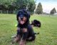 Bernedoodle Puppies for sale in Grand Rapids, OH 43522, USA. price: $900