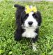 Bernedoodle Puppies for sale in Dundee, OH 44624, USA. price: $895