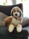 Bernedoodle Puppies for sale in Reno, NV, USA. price: $3,000