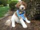 Bernedoodle Puppies for sale in North Haledon, NJ, USA. price: $1,500