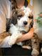 Bernedoodle Puppies for sale in Neillsville, WI 54456, USA. price: NA