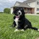 Bernedoodle Puppies for sale in Luxemburg, WI 54217, USA. price: $3,500