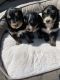 Bernedoodle Puppies for sale in Salinas, CA, USA. price: NA