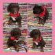 Bernedoodle Puppies for sale in Bloomfield, MO 63825, USA. price: NA