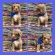 Bernedoodle Puppies for sale in Bloomfield, MO 63825, USA. price: $2,500