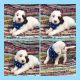 Bernedoodle Puppies for sale in Bloomfield, MO 63825, USA. price: $1,500