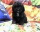 Bernedoodle Puppies for sale in Fulton, NY 13069, USA. price: $350
