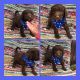 Bernedoodle Puppies for sale in Bloomfield, MO 63825, USA. price: NA