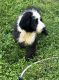 Bernedoodle Puppies for sale in Dundee, OH 44624, USA. price: $850